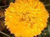 Yellow Shine/येलो शाइन नवरंगा/Gaillardia Pure Yellow Flower Seeds (Konico Seeds) - Farmers Stop