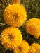 Yellow Shine/येलो शाइन नवरंगा/Gaillardia Pure Yellow Flower Seeds (Konico Seeds) - Farmers Stop