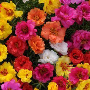 Happy Hour™ Mixture Portulaca (PanAmerican/Asiapacific) - Farmers Stop