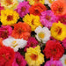 Happy Trails™ Mixture Portulaca (PanAmerican) - Farmers Stop