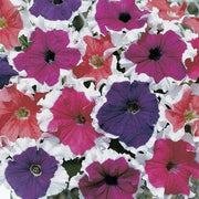 Frost™ Mix - Petunia (Goldsmith/SFlowers) - Farmers Stop