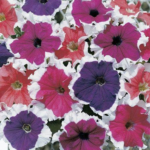 Frost™ Mix - Petunia (Goldsmith/SFlowers) - Farmers Stop