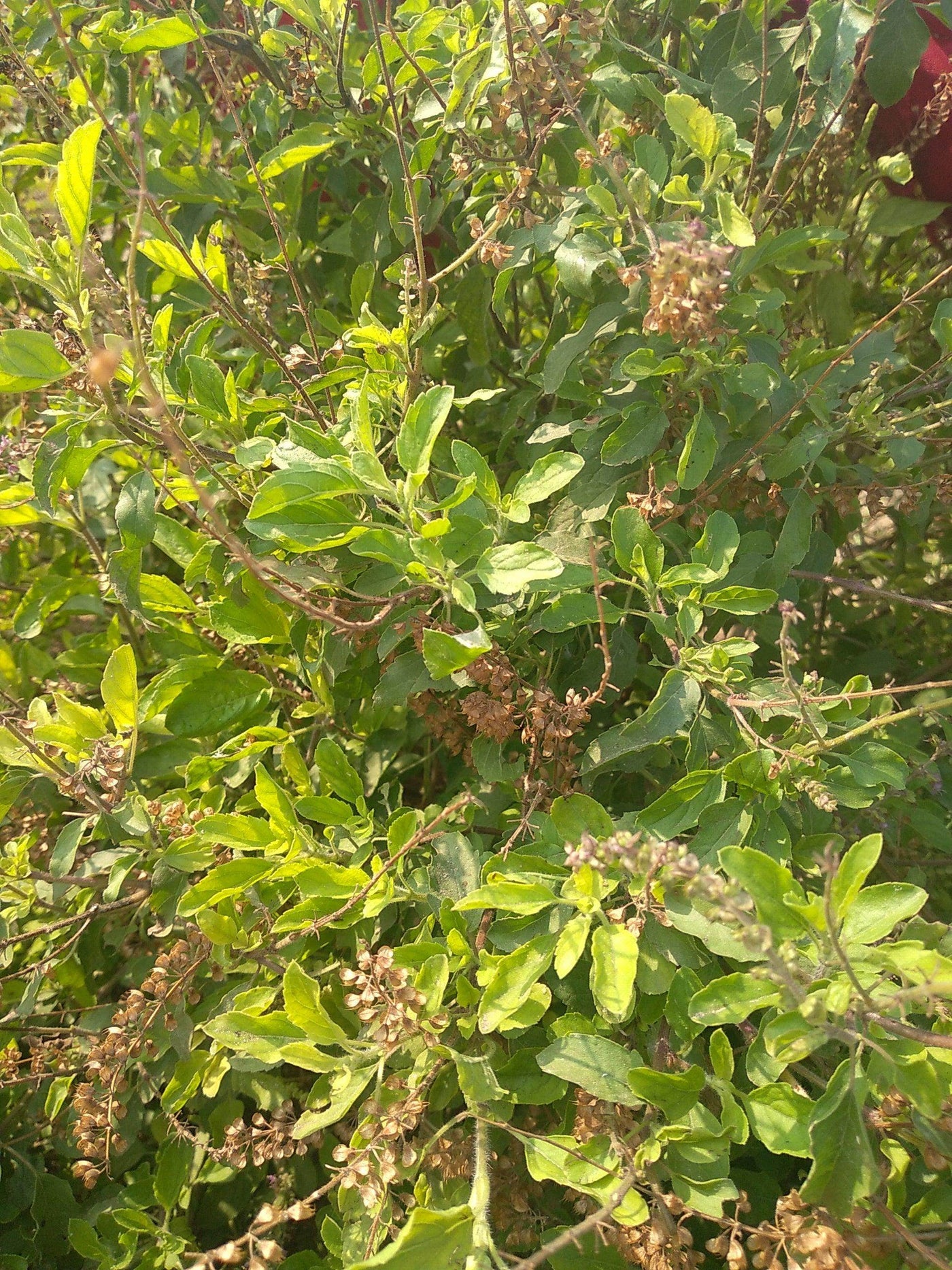 Krishna Tulsi Sacred Basil Seeds (Konico Seeds) - Farmers Stop