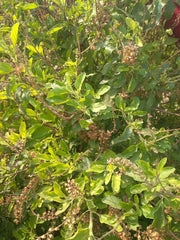 Krishna Tulsi Sacred Basil Seeds (Konico Seeds) - Farmers Stop