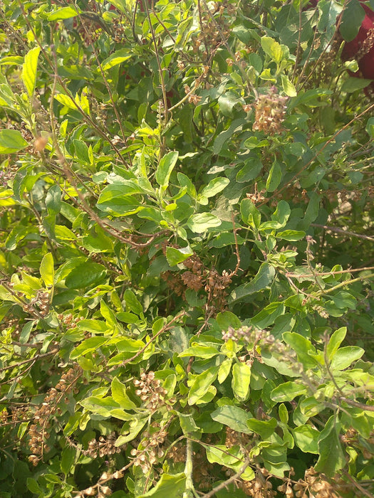 Krishna Tulsi Sacred Basil Seeds (Konico Seeds) - Farmers Stop