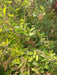 Krishna Tulsi Sacred Basil Seeds (Konico Seeds) - Farmers Stop