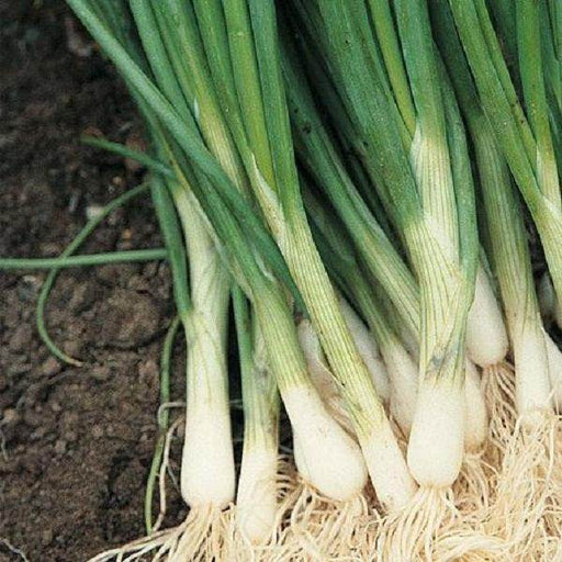 Performer Spring/Bunching Onions (Bejo) - Farmers Stop