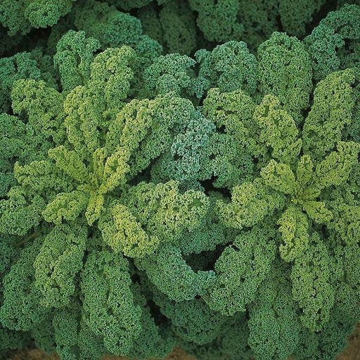 Darkibor F1 Kale Overwintering (Bejo) - Farmers Stop