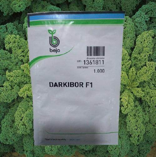 Darkibor F1 Kale Overwintering (Bejo) - Farmers Stop