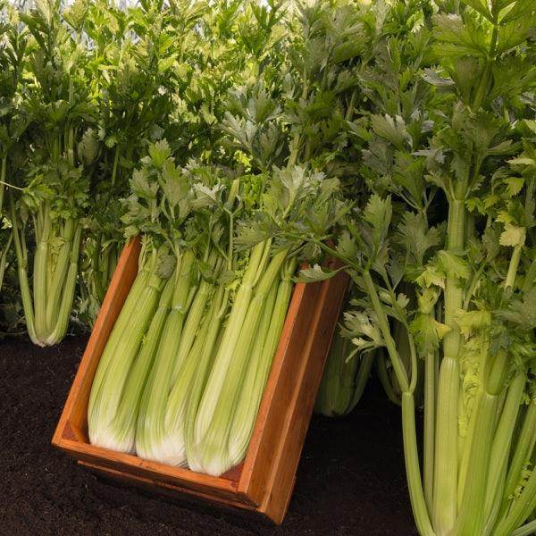 Tall Utah 52/70 - Triumph Celery, Green (Bejo) - Farmers Stop