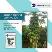 Solo-109 F1 Hybrid Papaya (Sarpan Seeds) - Farmers Stop