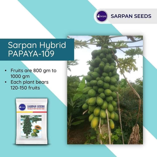 Solo-109 F1 Hybrid Papaya (Sarpan Seeds) - Farmers Stop