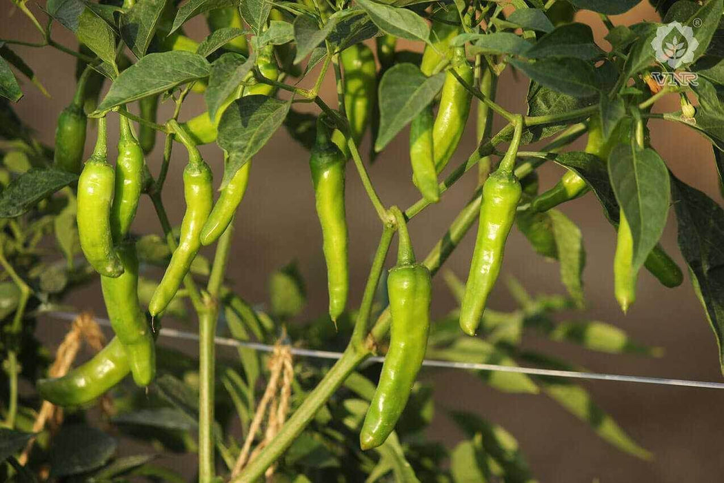 VCH 01 F1 Hybrid Chilli (VNR Seed's) - Farmers Stop