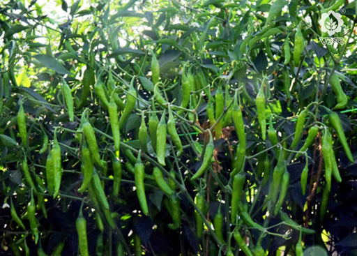 VCH 01 F1 Hybrid Chilli (VNR Seed's) - Farmers Stop