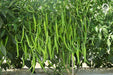 VNR Vidya 725 F1 Hybrid Chilli (VNR Seed's) - Farmers Stop