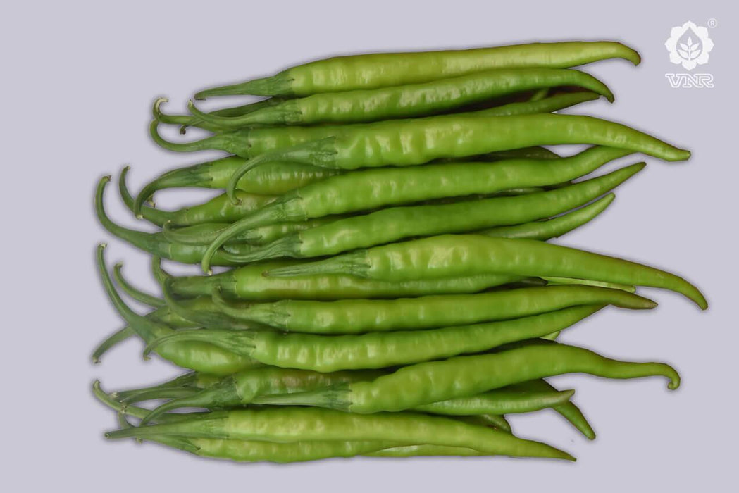 VNR Vidya 725 F1 Hybrid Chilli (VNR Seed's) - Farmers Stop