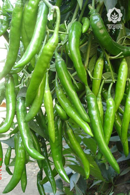 VNR 10 F1 Hybrid Chilli (VNR Seed's) - Farmers Stop