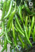VNR 10 F1 Hybrid Chilli (VNR Seed's) - Farmers Stop