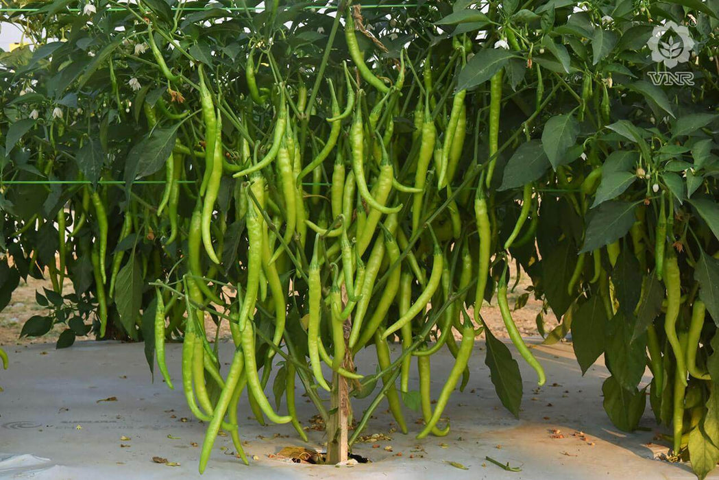 VNR 109 F1 Hybrid Chilli (VNR Seed's) - Farmers Stop