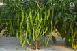 VNR 109 F1 Hybrid Chilli (VNR Seed's) - Farmers Stop
