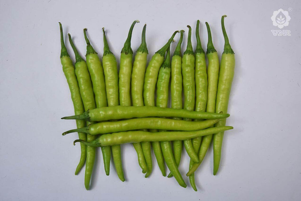 VNR 109 F1 Hybrid Chilli (VNR Seed's) - Farmers Stop