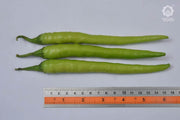 VNR 109 F1 Hybrid Chilli (VNR Seed's) - Farmers Stop