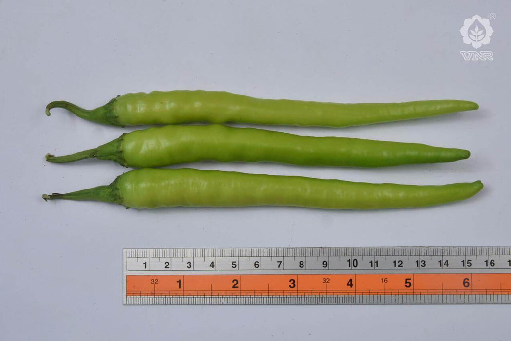 VNR 109 F1 Hybrid Chilli (VNR Seed's) - Farmers Stop