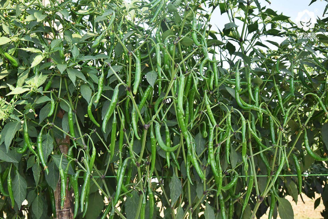 VNR 1307 F1 Hybrid Chilli (VNR Seed's) - Farmers Stop
