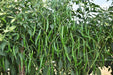 VNR 1307 F1 Hybrid Chilli (VNR Seed's) - Farmers Stop