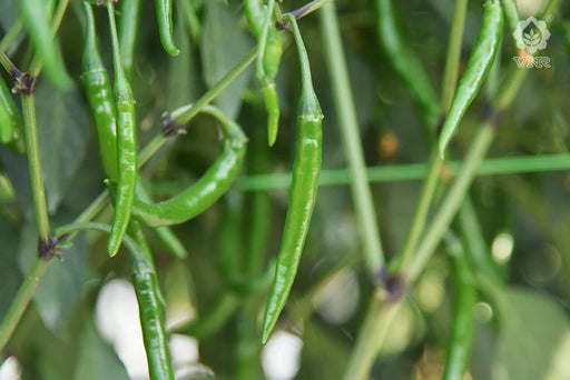 VNR 1307 F1 Hybrid Chilli (VNR Seed's) - Farmers Stop
