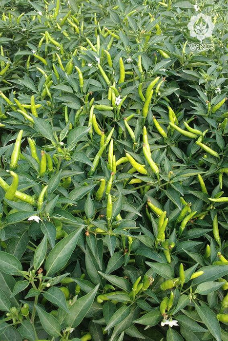 VNR 1366 F1 Hybrid Chilli (VNR Seed's) - Farmers Stop
