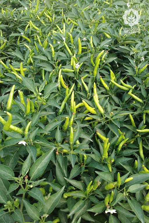 VNR 1366 F1 Hybrid Chilli (VNR Seed's) - Farmers Stop