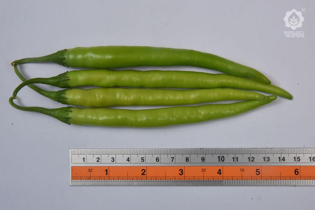 VNR-145 F1 Hybrid Chilli (VNR Seeds) - Farmers Stop