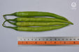 VNR-145 F1 Hybrid Chilli (VNR Seeds) - Farmers Stop