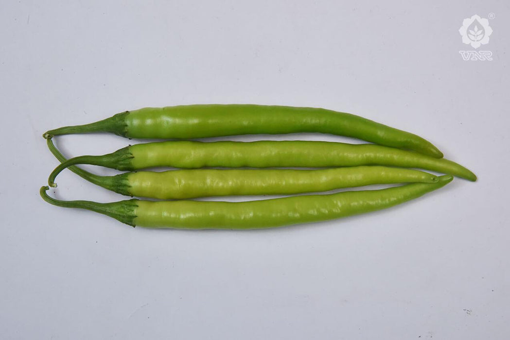 VNR-145 F1 Hybrid Chilli (VNR Seeds) - Farmers Stop