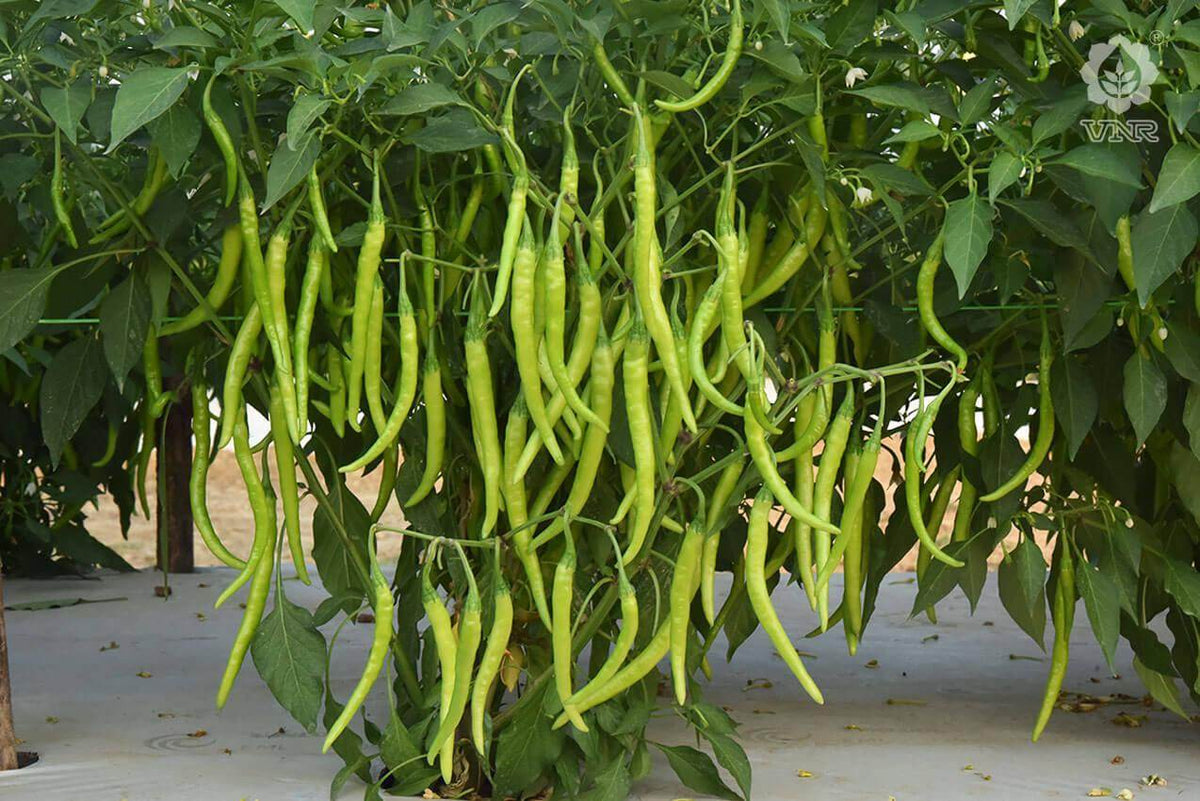 VNR-145 F1 Hybrid Chilli (VNR Seeds) — product image 2