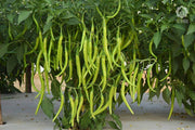VNR-145 F1 Hybrid Chilli (VNR Seeds) — product image 2