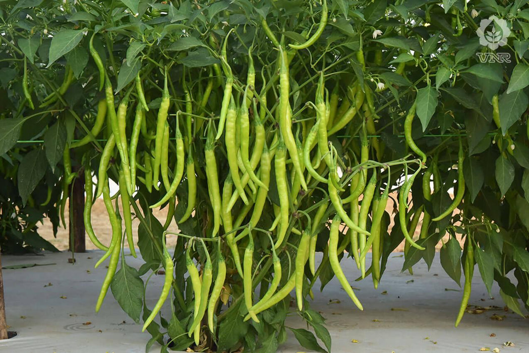 VNR-145 F1 Hybrid Chilli (VNR Seeds) - Farmers Stop