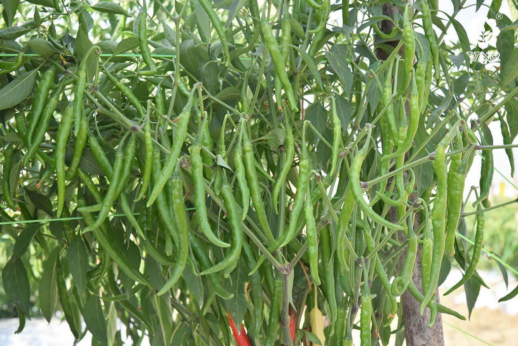 VNR 1786 F1 Hybrid Chilli (VNR Seeds) - Farmers Stop
