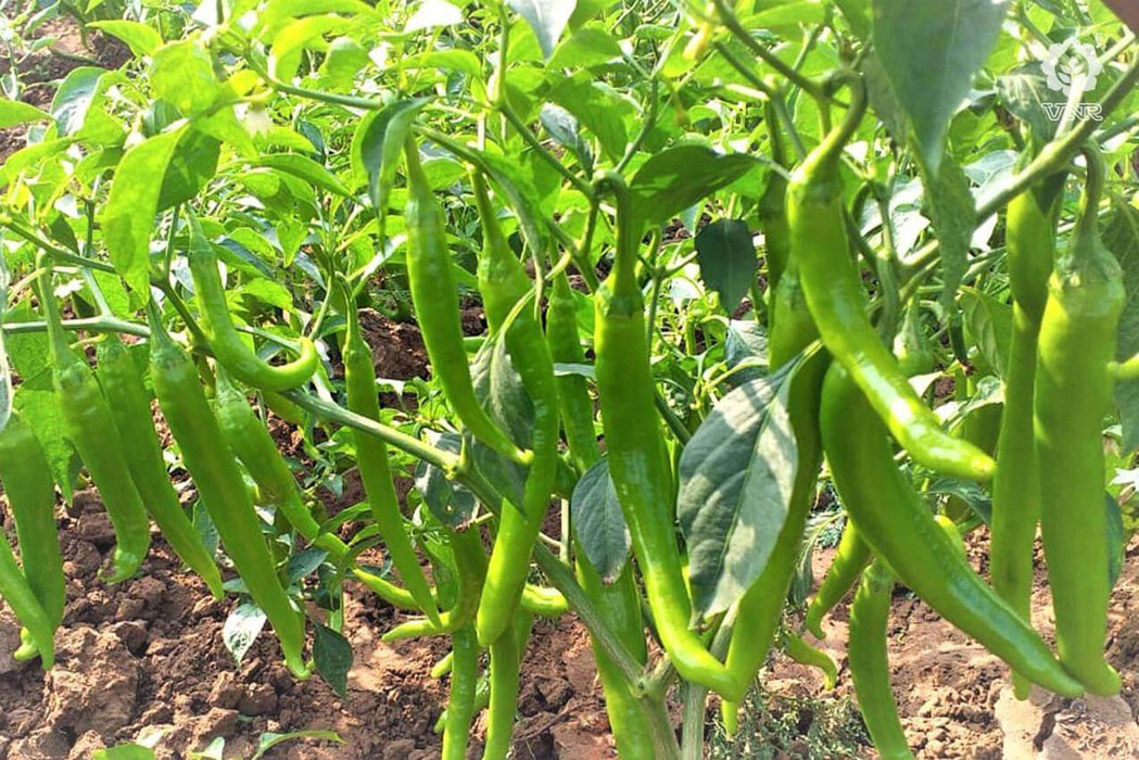 VNR 1921 F1 Hybrid Chilli (VNR Seed's) - Farmers Stop