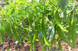 VNR 1921 F1 Hybrid Chilli (VNR Seed's) - Farmers Stop