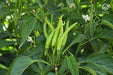 VNR 223 F1 Hybrid Chilli (VNR Seed's) - Farmers Stop