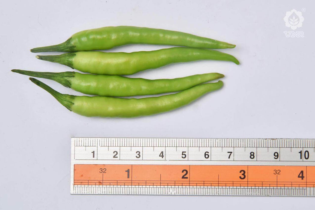 VNR 223 F1 Hybrid Chilli (VNR Seed's) - Farmers Stop