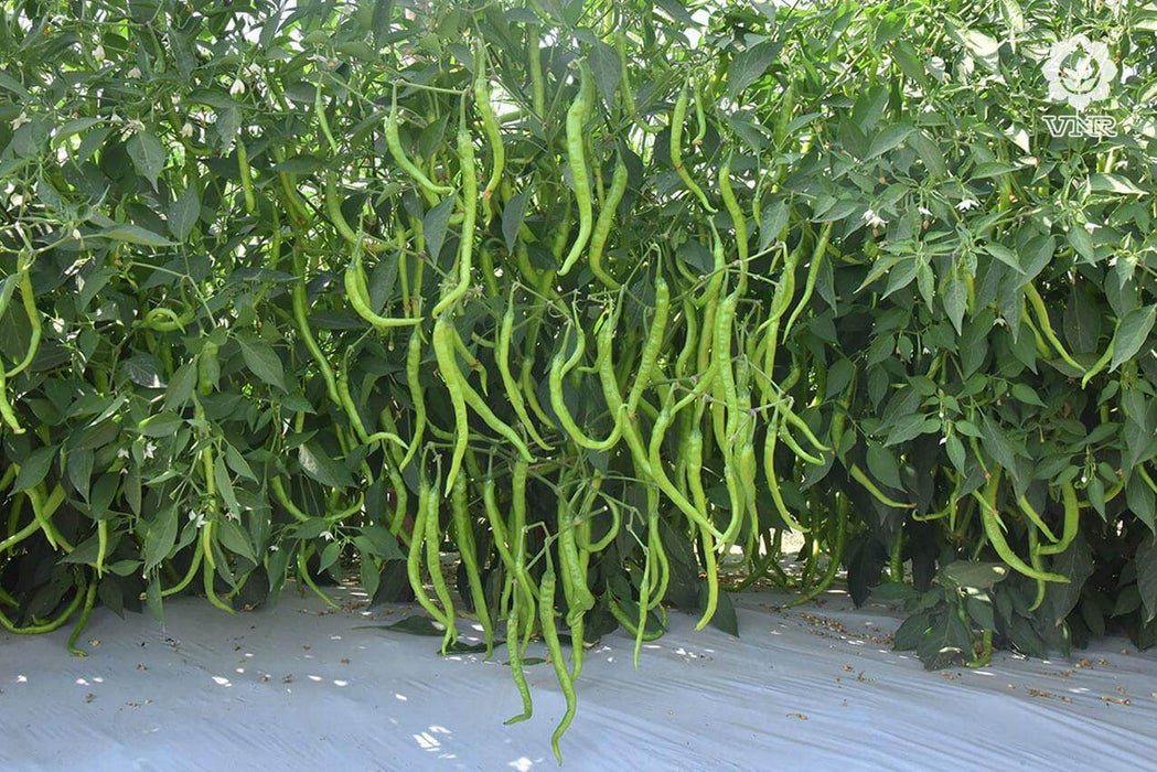 VNR 26-13 F1 Hybrid Chilli (VNR Seed's) - Farmers Stop