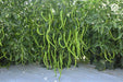 VNR 26-13 F1 Hybrid Chilli (VNR Seed's) - Farmers Stop