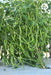 VNR 277 F1 Hybrid Chilli (VNR Seed's) - Farmers Stop