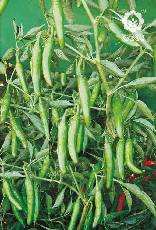VNR 305 F1 Hybrid Chilli (VNR Seed's) - Farmers Stop