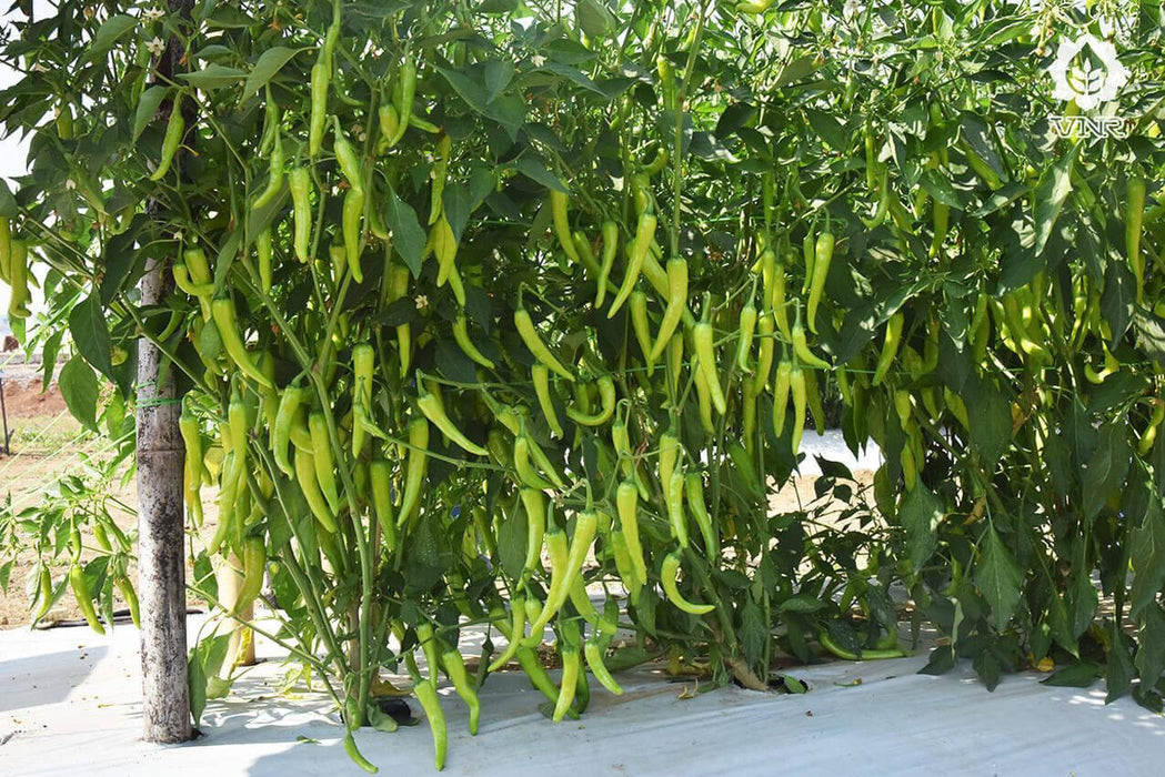 VNR 314 F1 Hybrid Chilli (VNR Seed's) - Farmers Stop