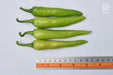 VNR 314 F1 Hybrid Chilli (VNR Seed's) - Farmers Stop