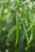 VNR 38 F1 Hybrid Chilli (VNR Seed's) - Farmers Stop